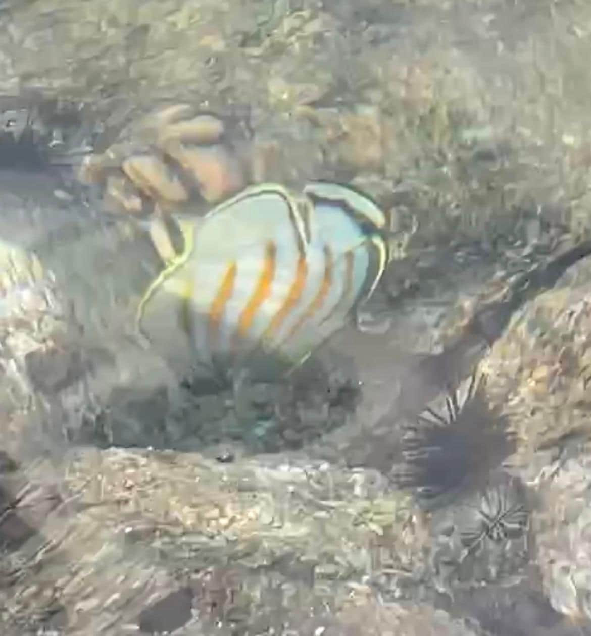 Fish in the tide pools below balcony