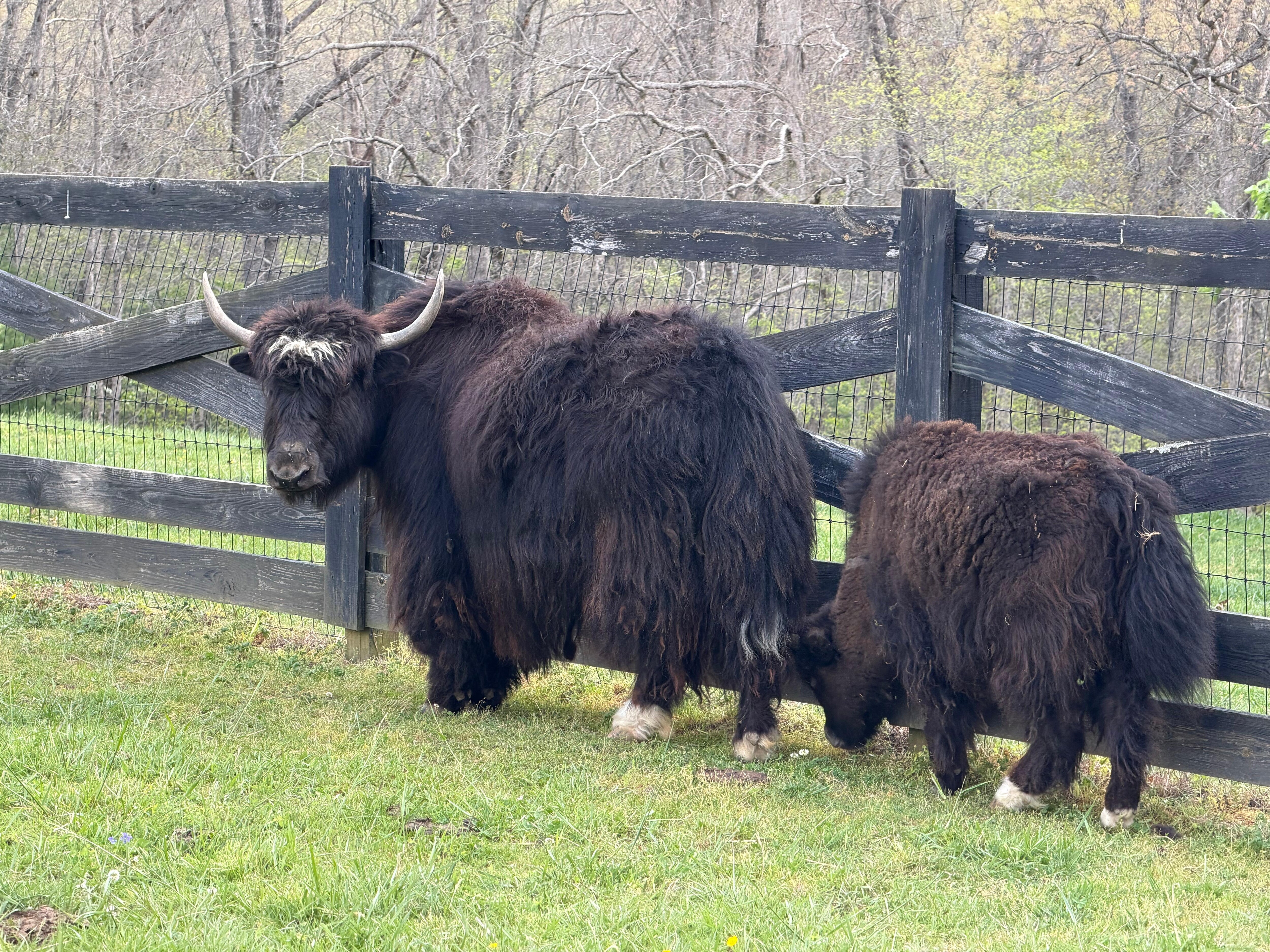 Deep Draw Yak Ranch