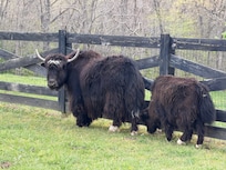 Deep Draw Yak Ranch