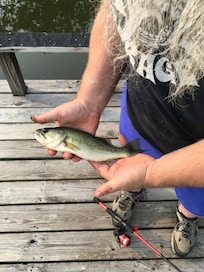 A bass caught at the pond.