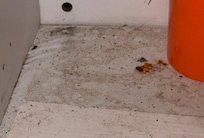 More mouse droppings under kitchen sink.