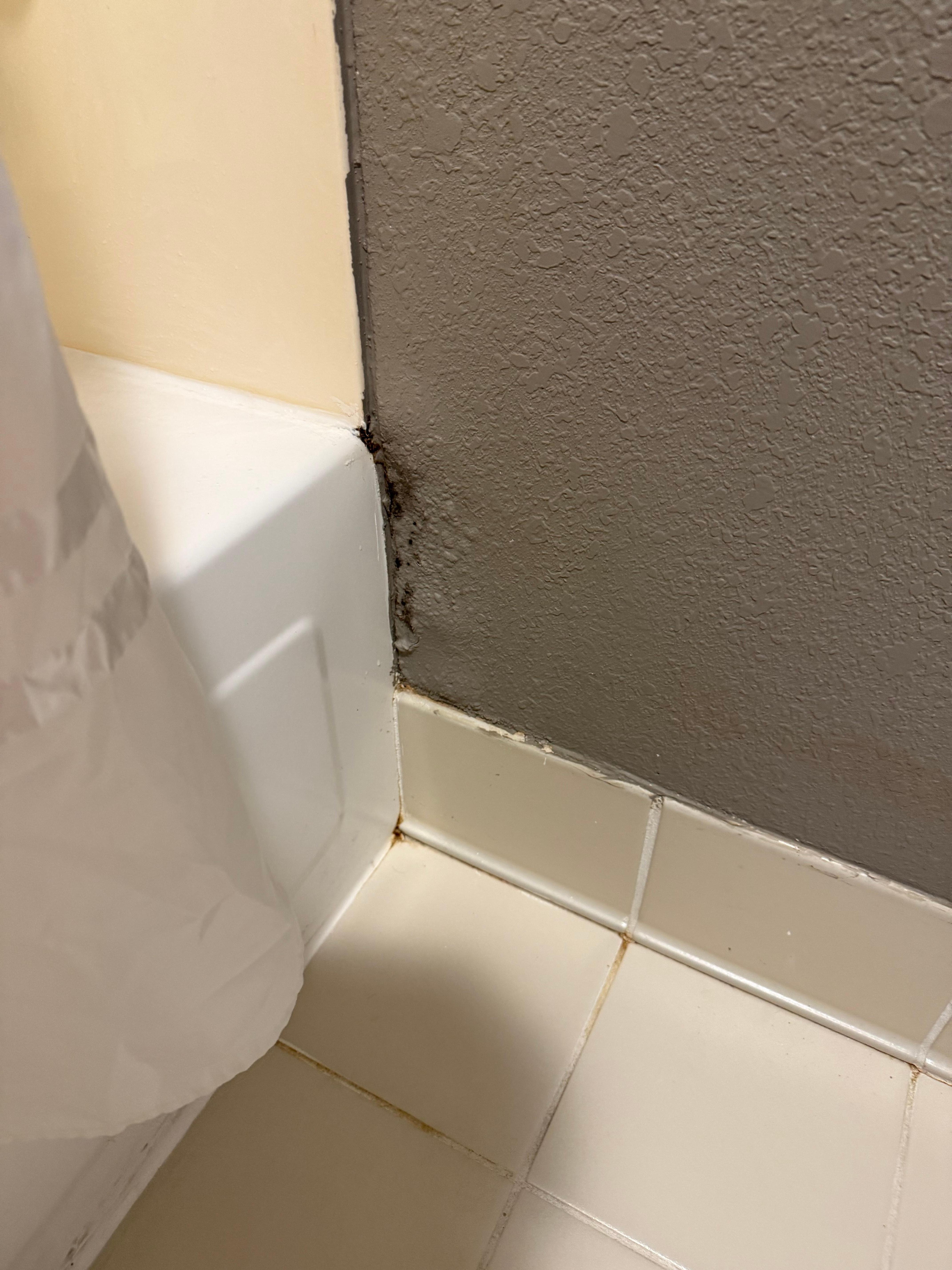 Bathroom mold. 