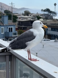 My visitor