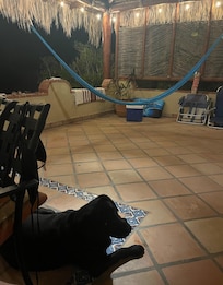 Bella making puppy eyes! Be careful leaving shoes out she sometimes walks away with them ;)