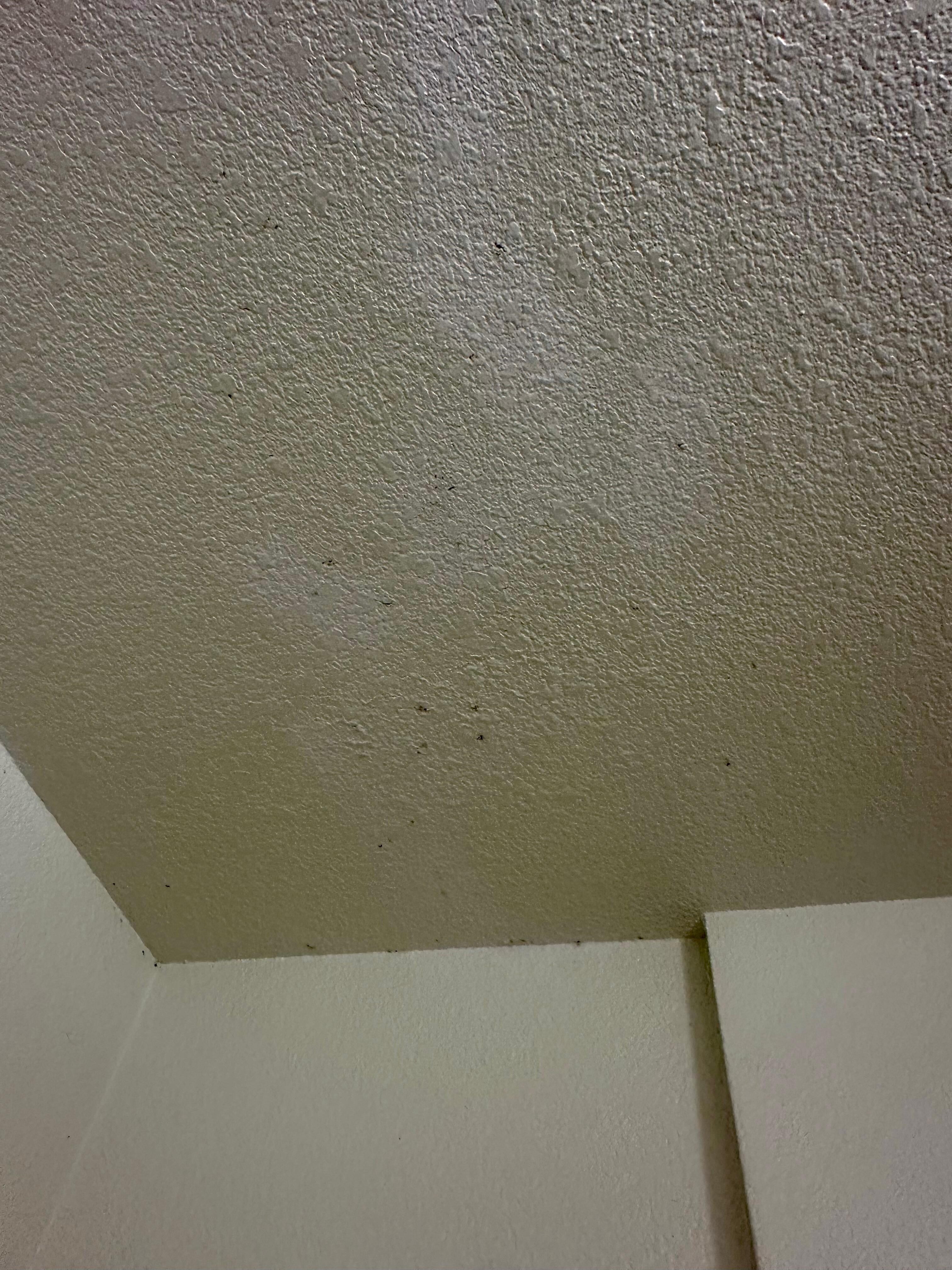 Mold spots in bathroom on ceiling. 
