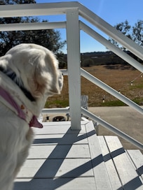 Here is Penny contemplating life while overlooking the marsh on this beautiful sunny day! 😂