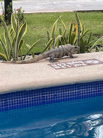 Some of the wildlife. Never had a problem with them bothering us.