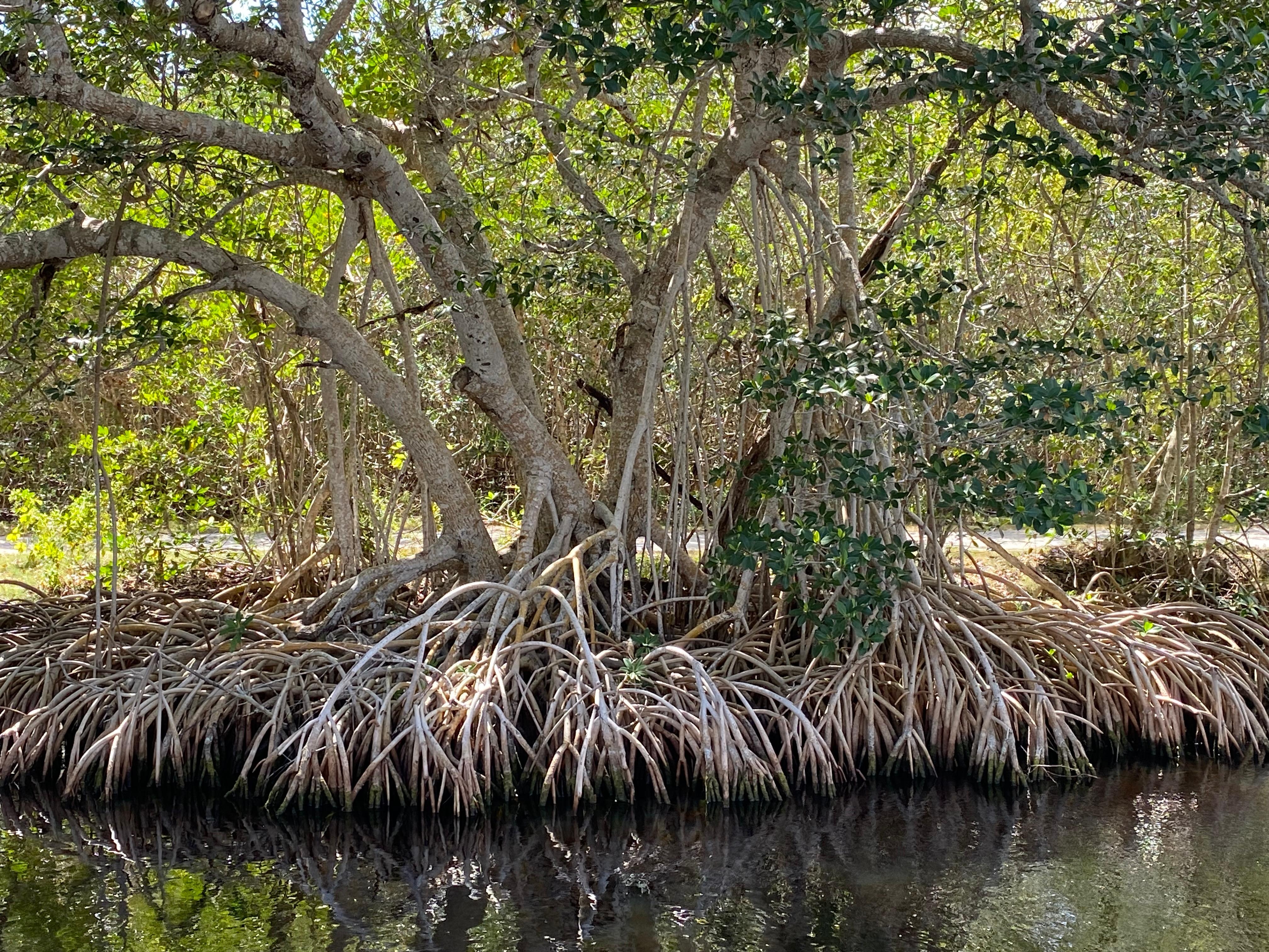 Apparently a world famous mangrove!