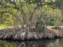 Apparently a world famous mangrove!