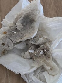 Filth from bathroom floor