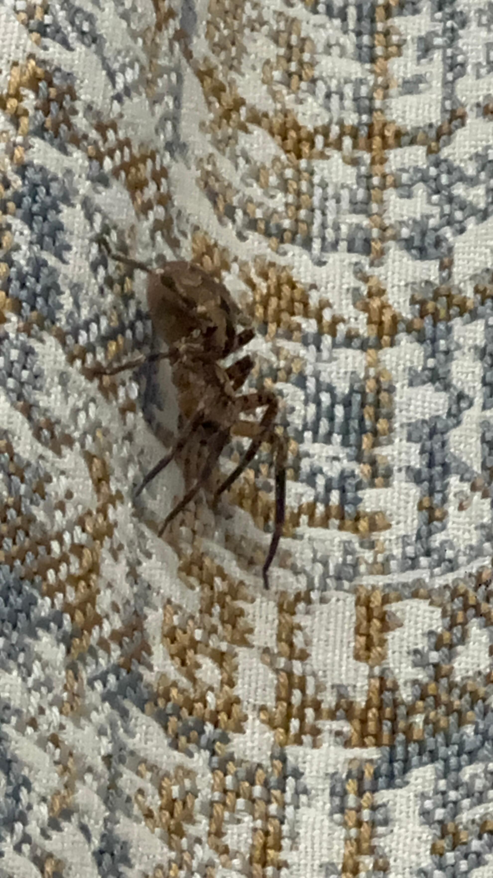 Was a big spider on the curtain 