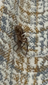 Was a big spider on the curtain