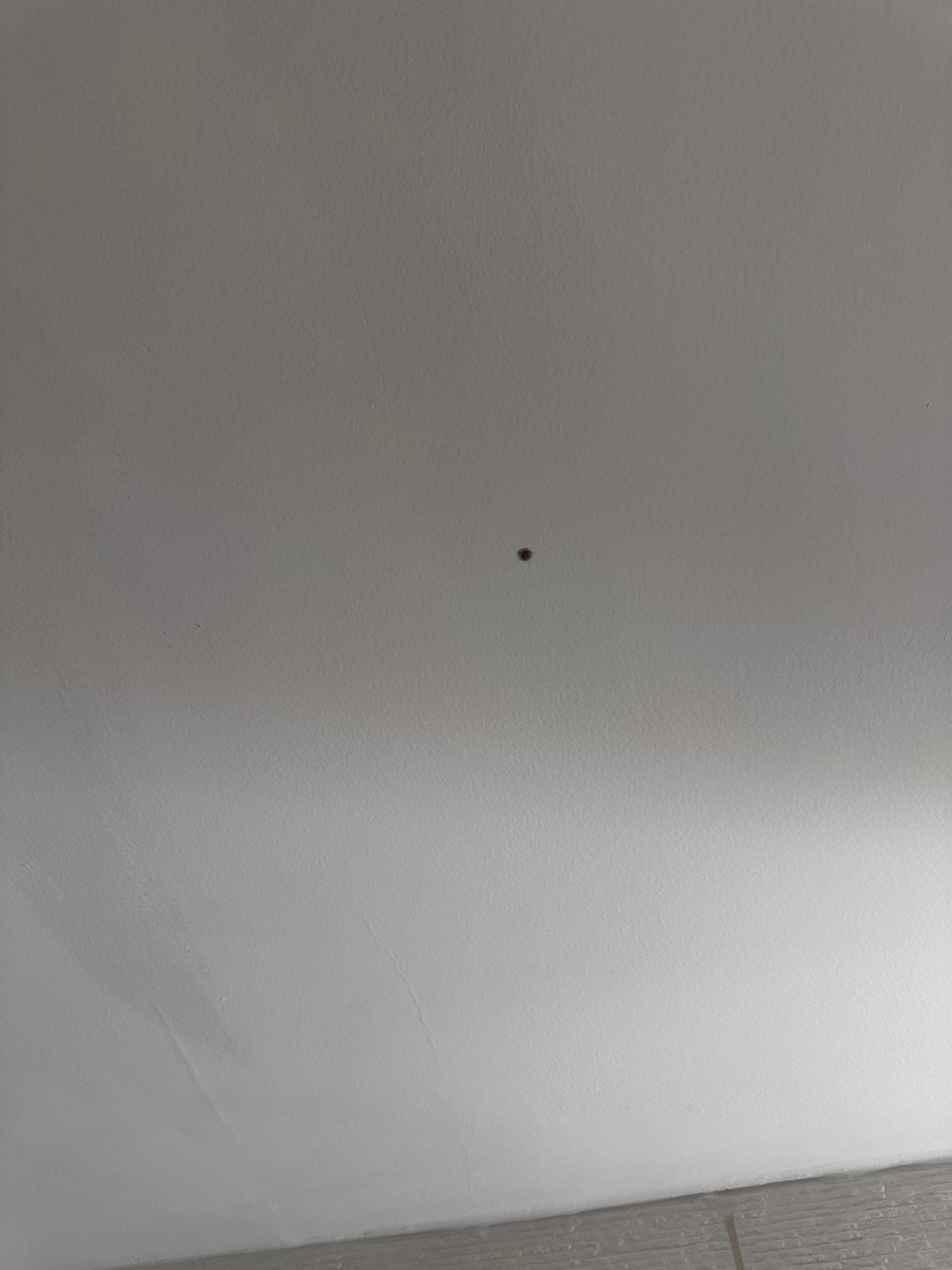 Mold in bathroom ceiling