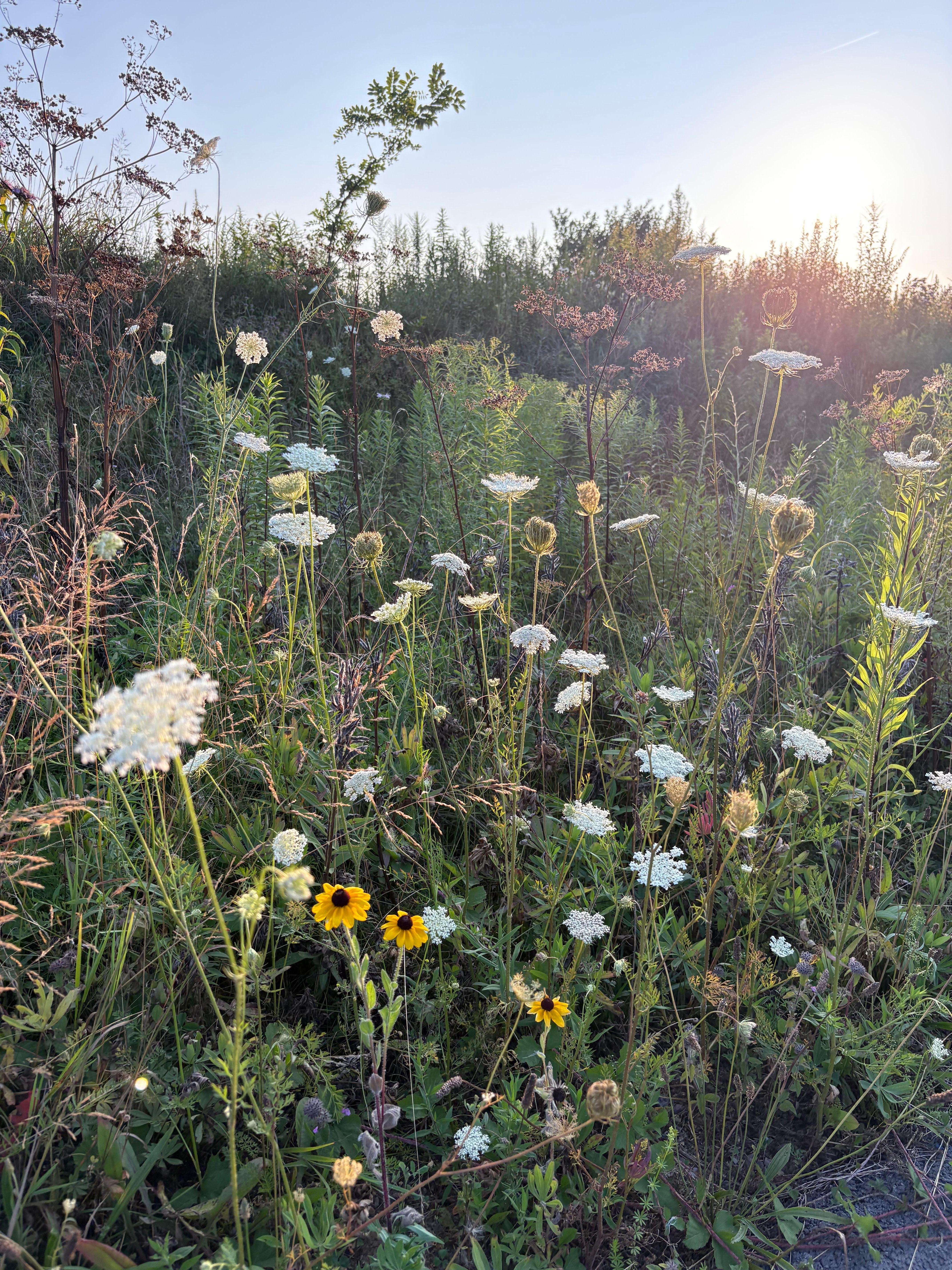 Nice trail across the street 