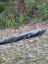 Alligator likes to sit below patio