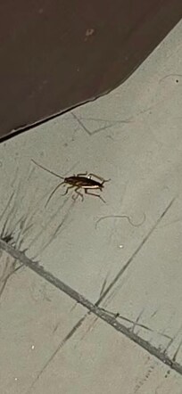 Cucarachas en todas partes