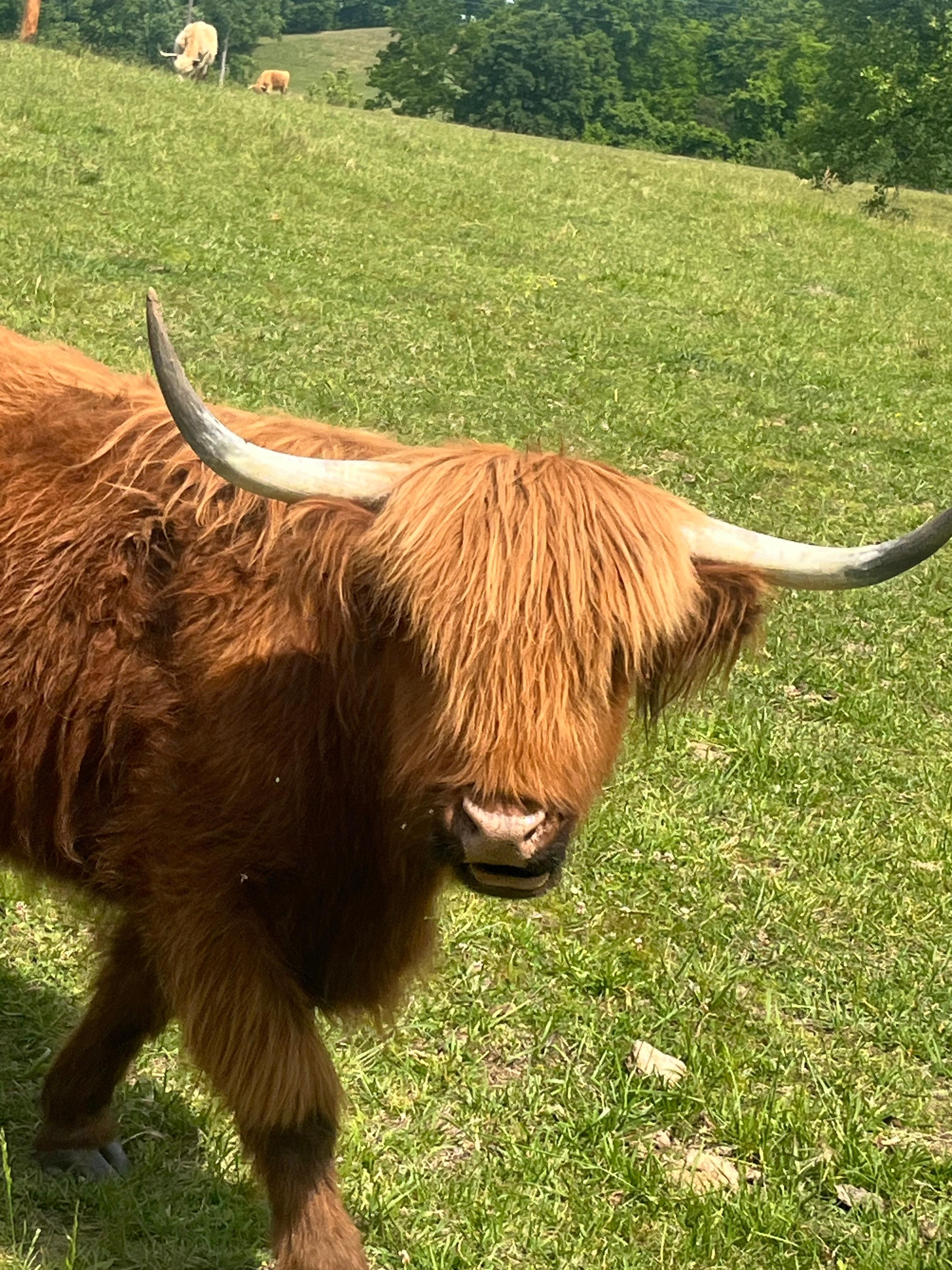 One of the cows