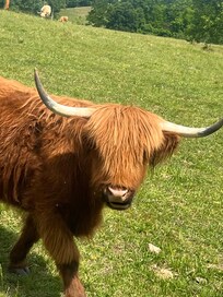 One of the cows