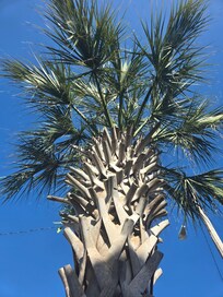 Palm tree right outside the gated back yard