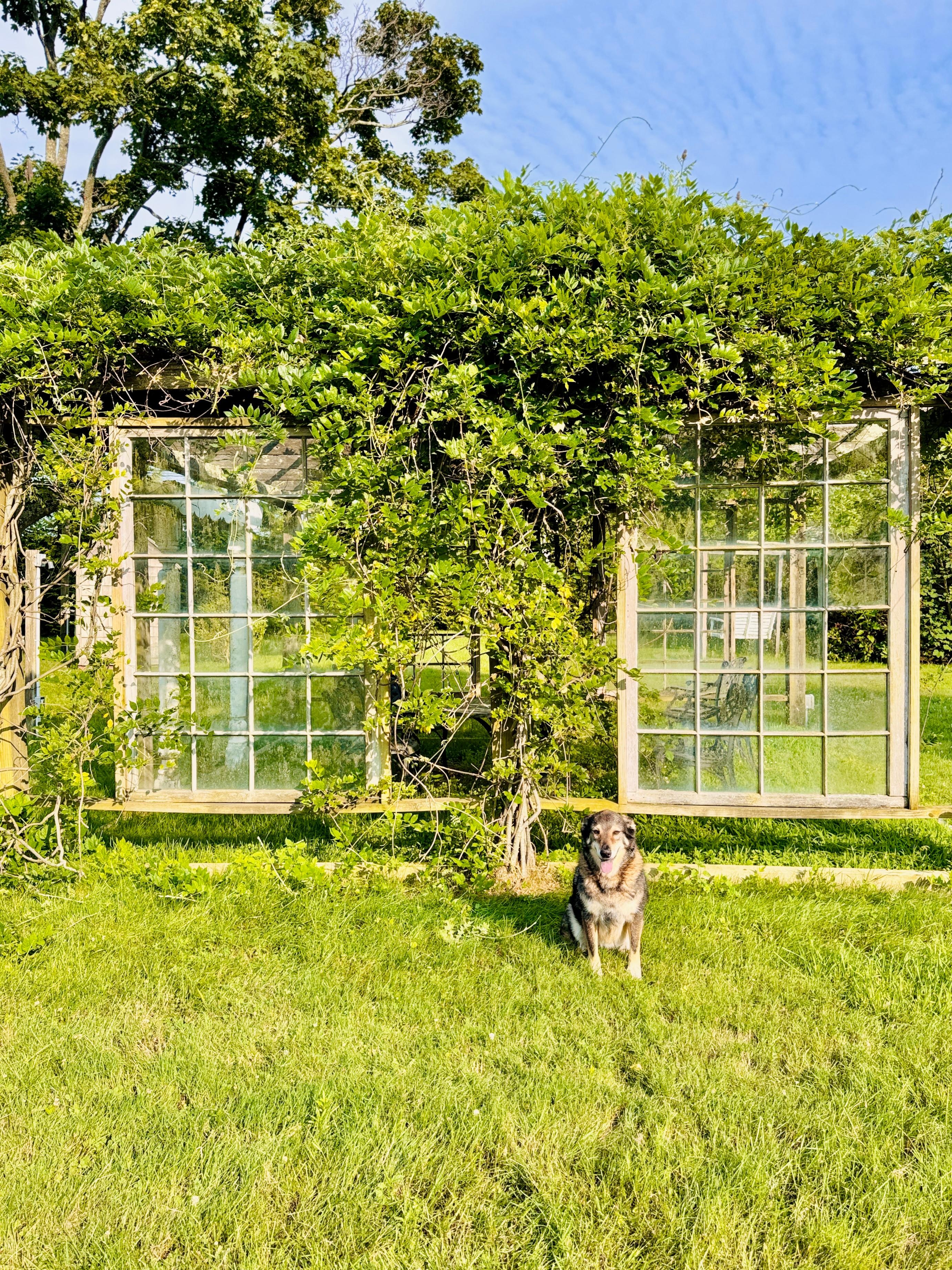 Lobo at North Fork Escape