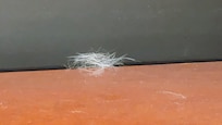 Pet hair in back of cabinet. Room 523. Looks like dog hair