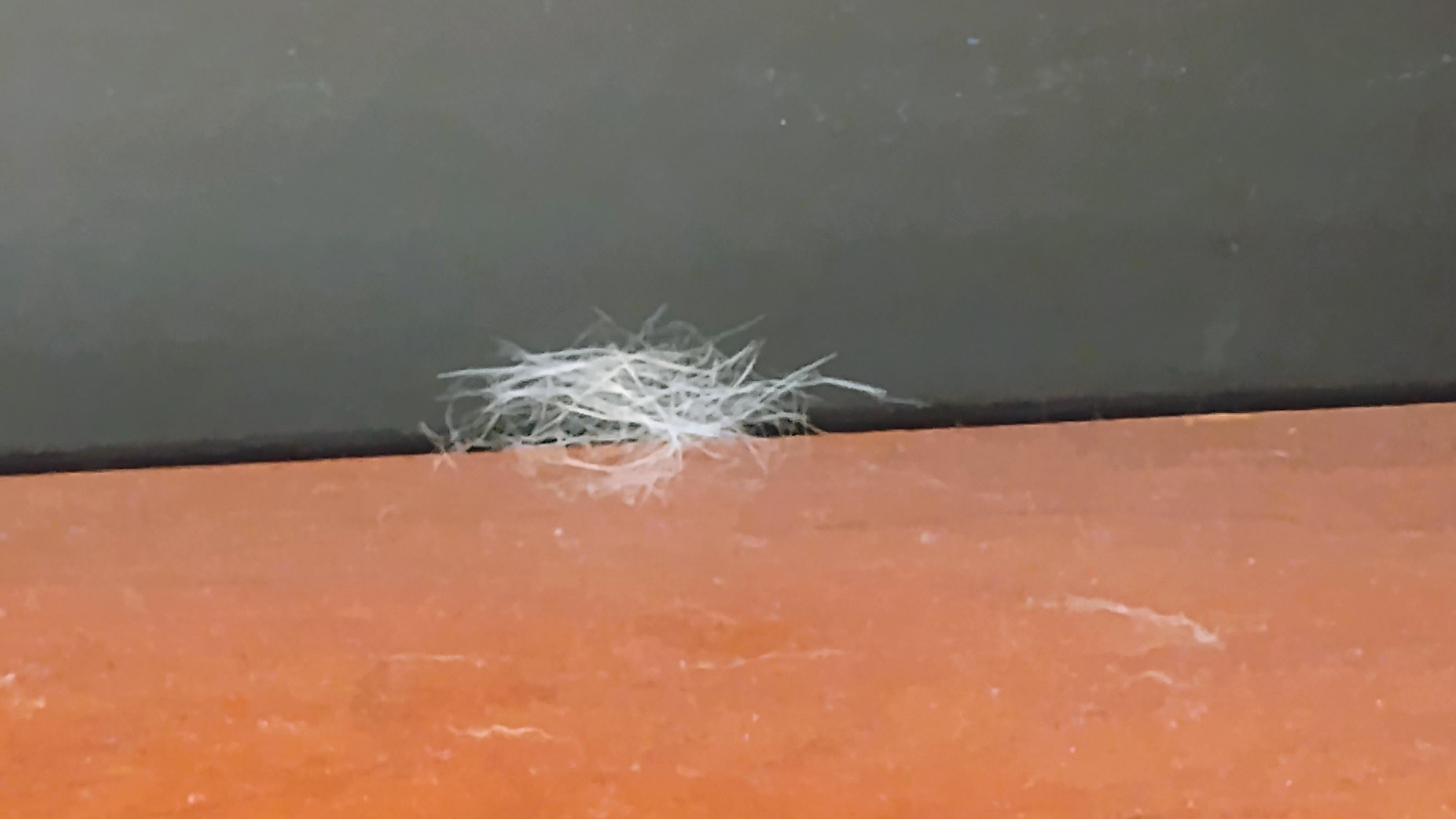 Pet hair in back of cabinet. Room 523. Looks like dog hair