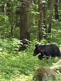 Bear in the smokies