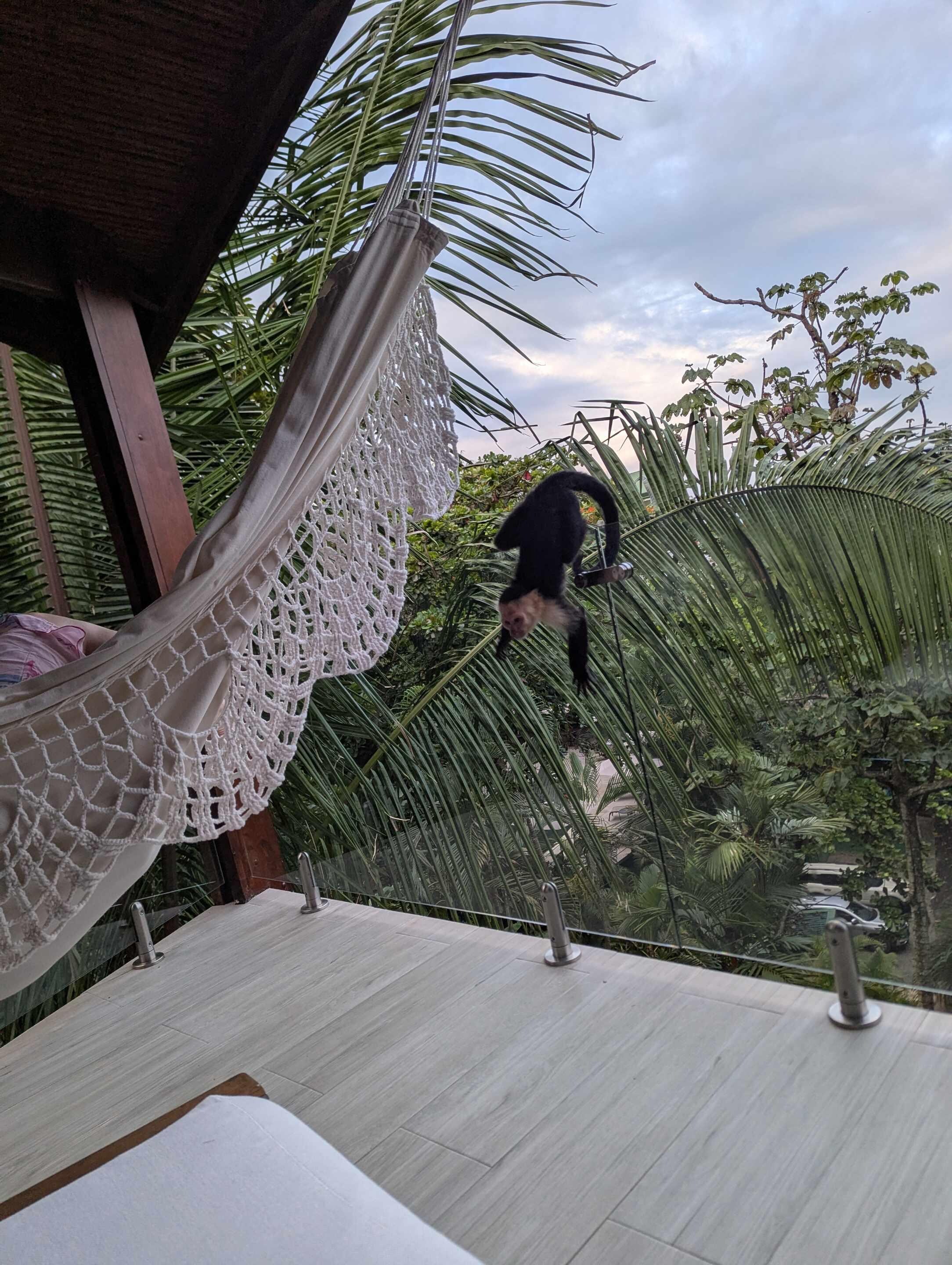 We saw wildlife right on our balcony 
