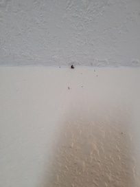 Spiders in every corner