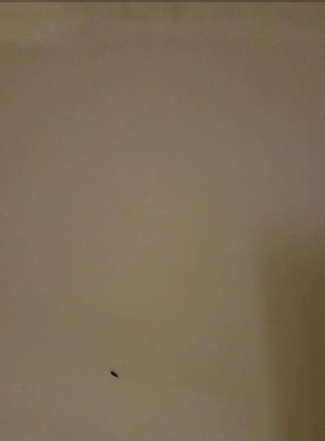 Roach in the bathroom 