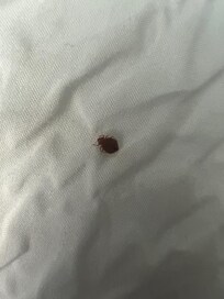 Live Bed bug
Smith St.