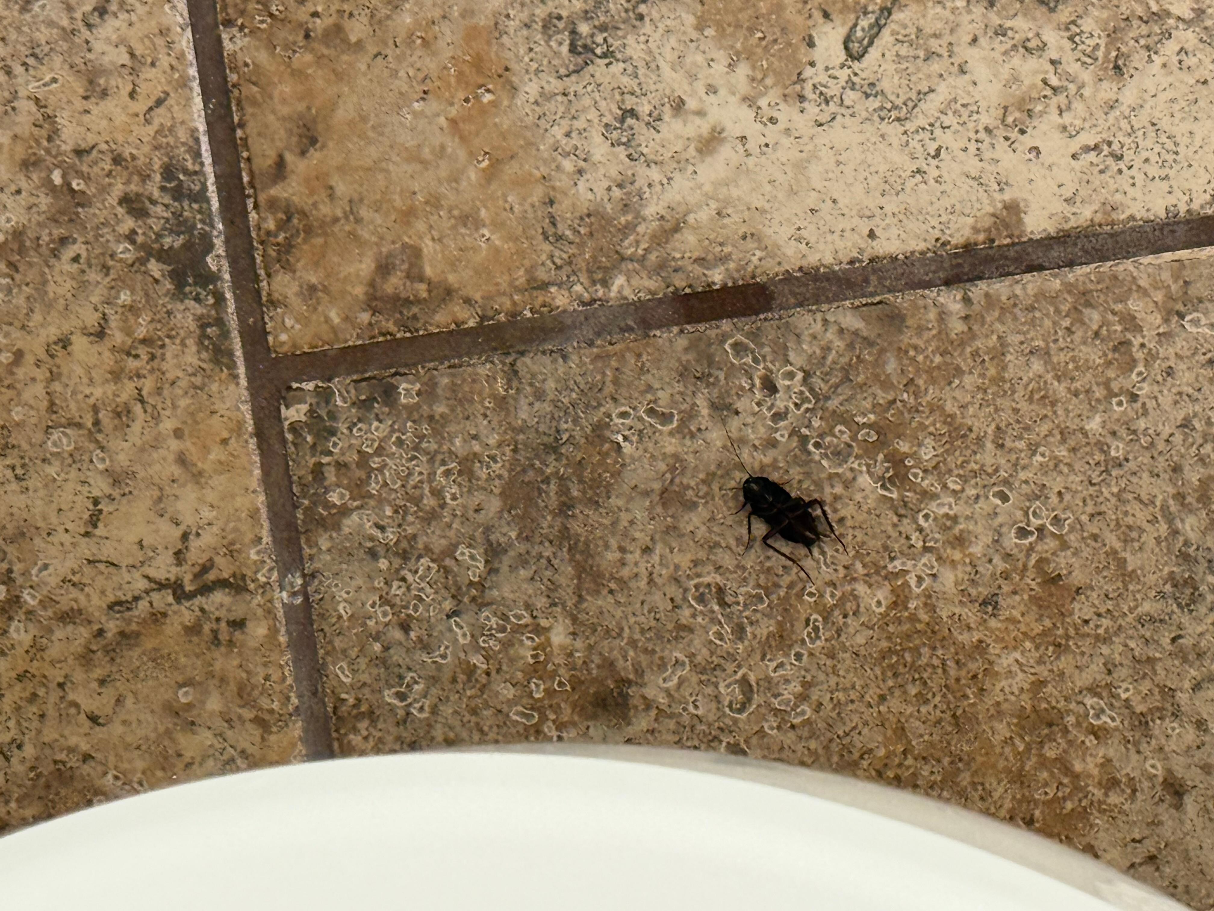 Found this cockroach after taking a shower. 