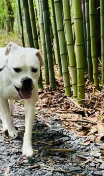 Dogo liked walking the gravel path every afternoon.