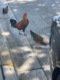Chickens are a thing in the keys.