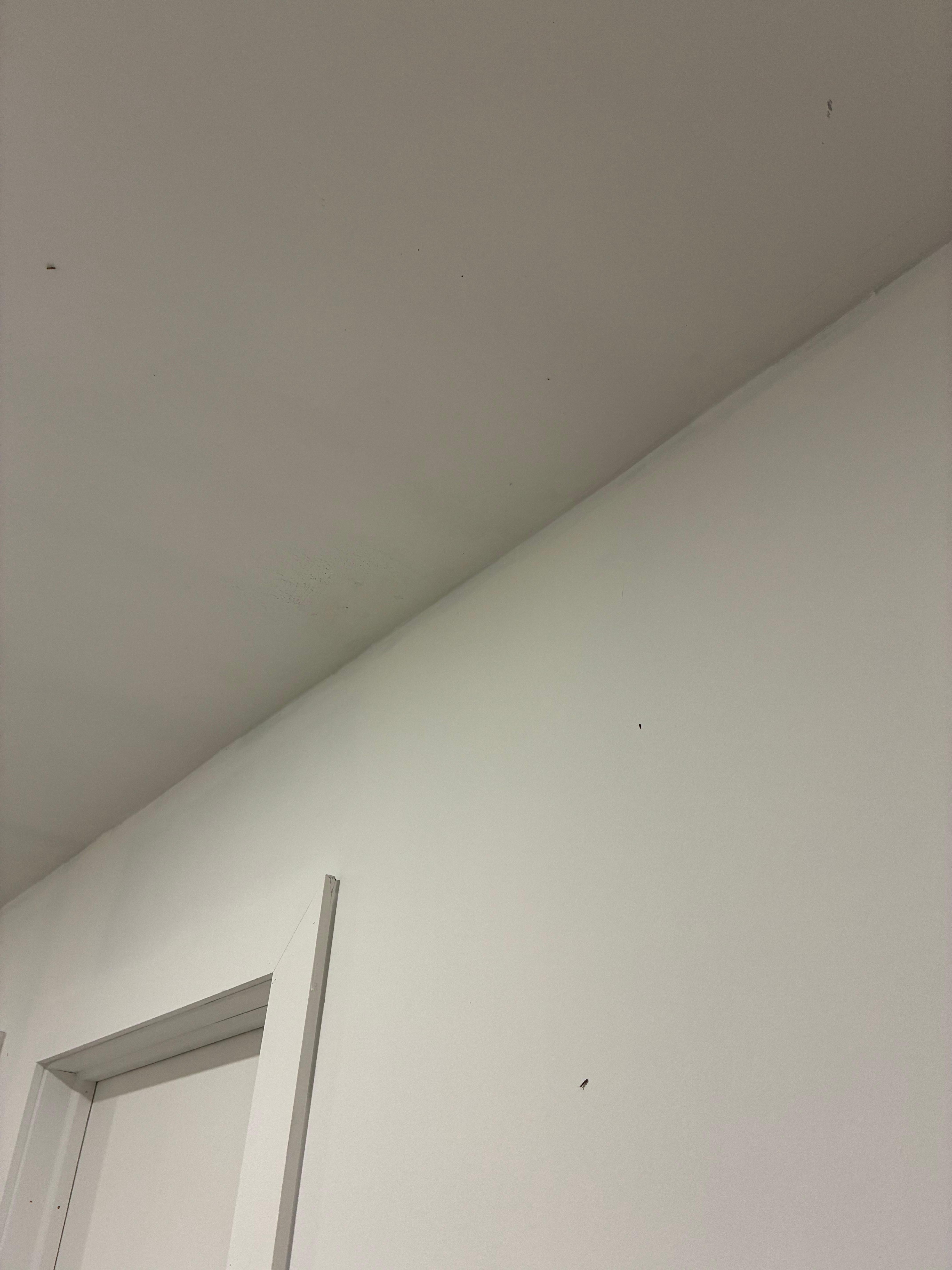 More bugs on the wall 