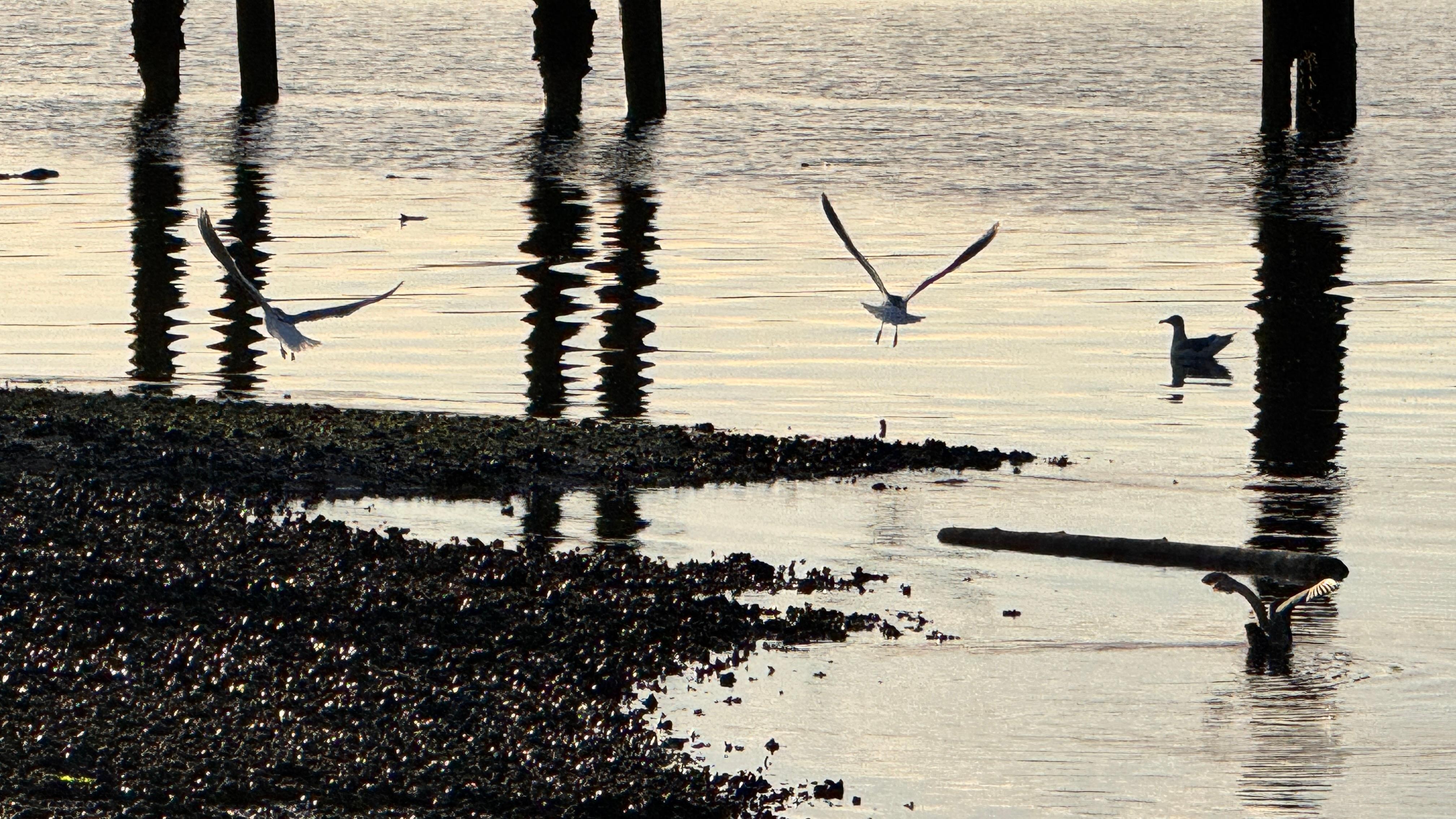 Seagulls play at sunrise from the beach at the cottage.