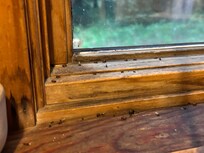 Mouse droppings!