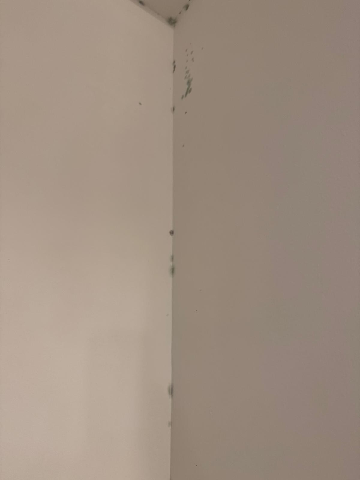 Mold on walls in second room