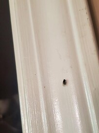 Flies pic captured