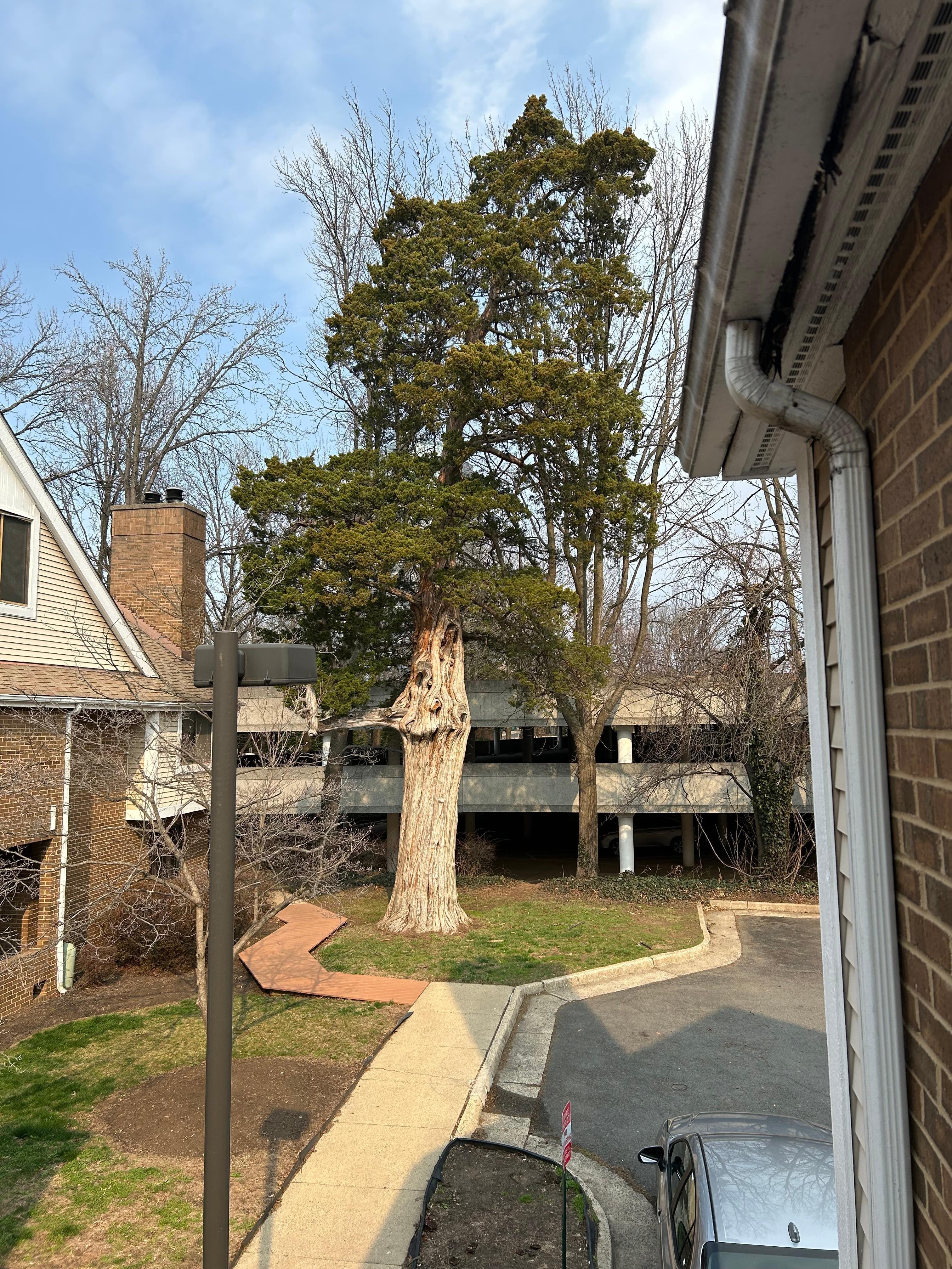 Love this reallly old cedar on the property!