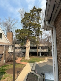 Love this reallly old cedar on the property!