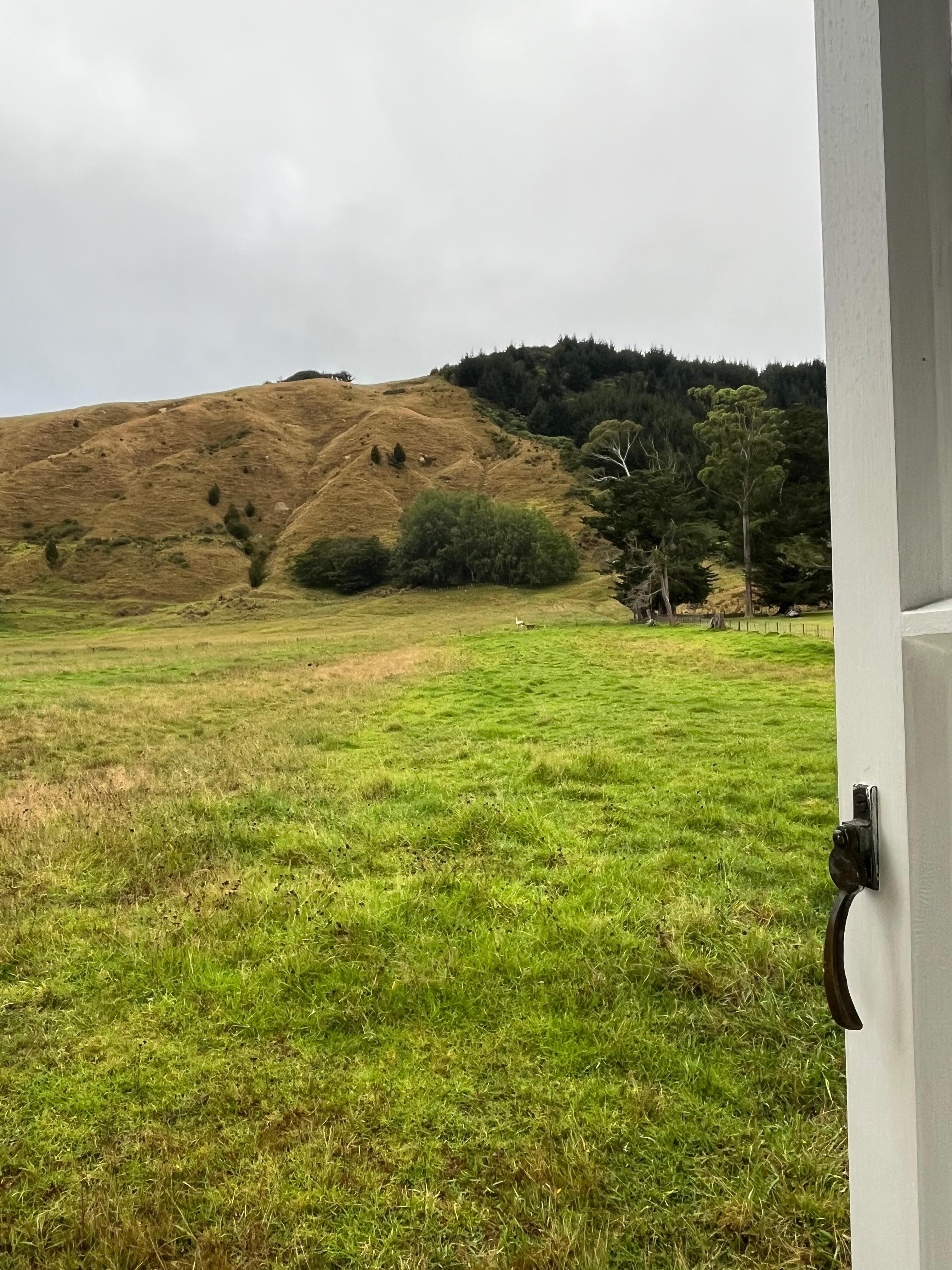 Hills and llamas out back