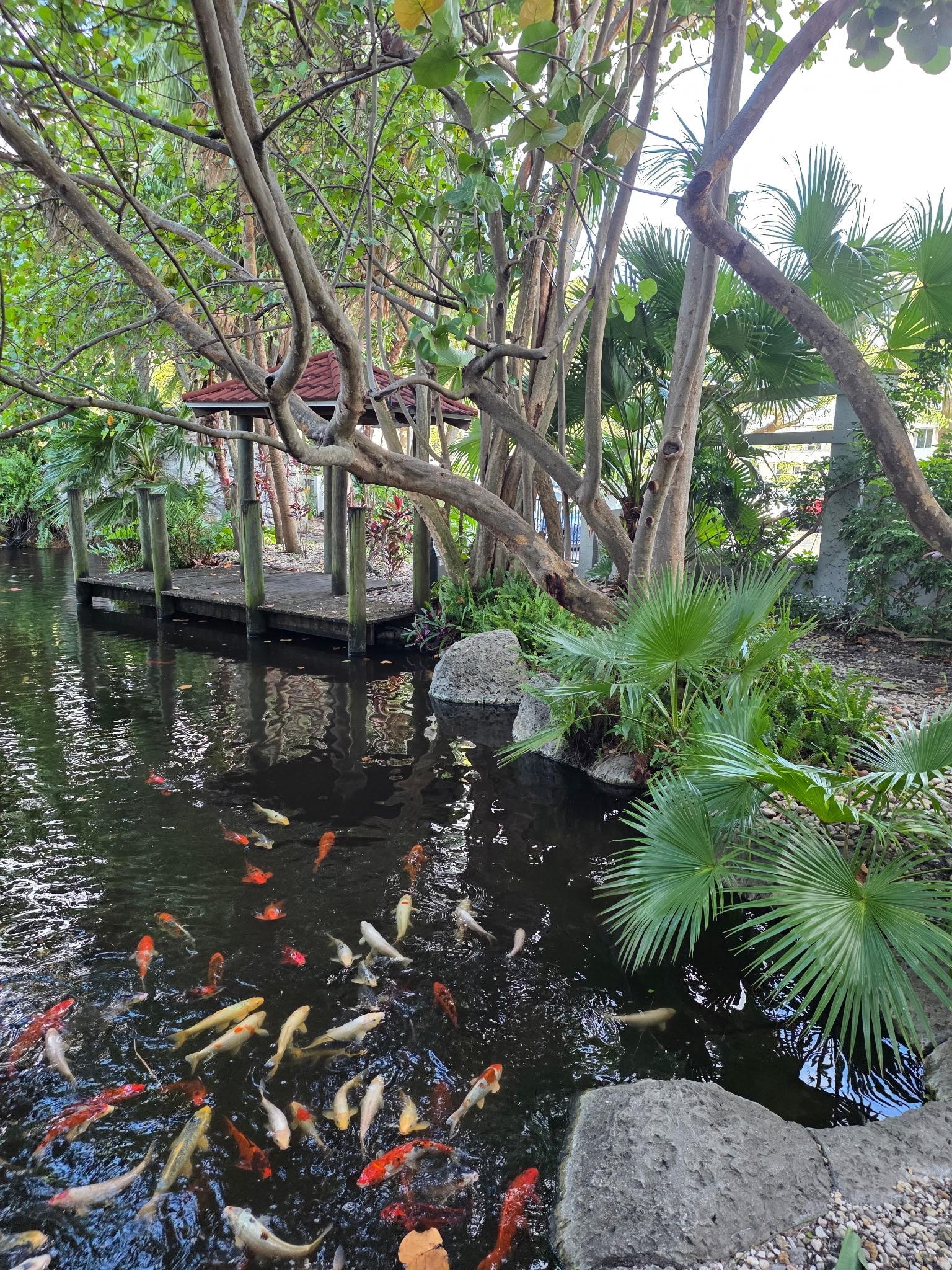 Even the fish love you here. They follow you because they are looking to be fed. 