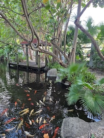 Even the fish love you here. They follow you because they are looking to be fed.