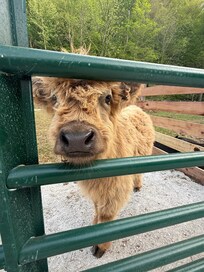 The petting zoo was outstanding!