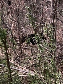 Beer walking just below the balcony