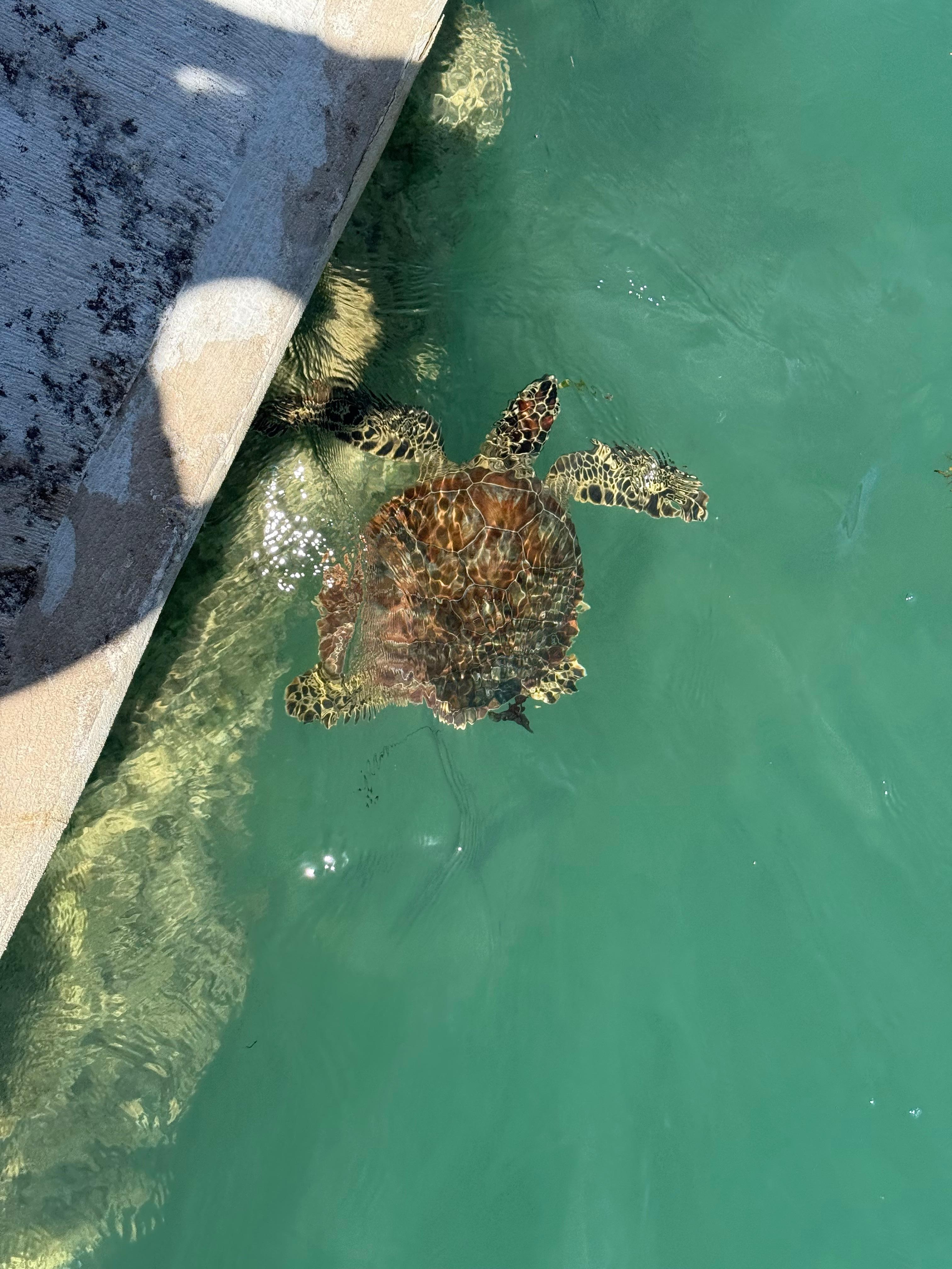 Check out the resident turtles. Can be found along the dock or to the left (when facing the ocean).