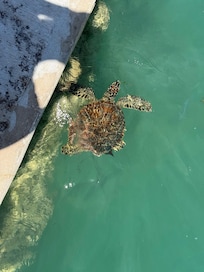 Check out the resident turtles. Can be found along the dock or to the left (when facing the ocean).