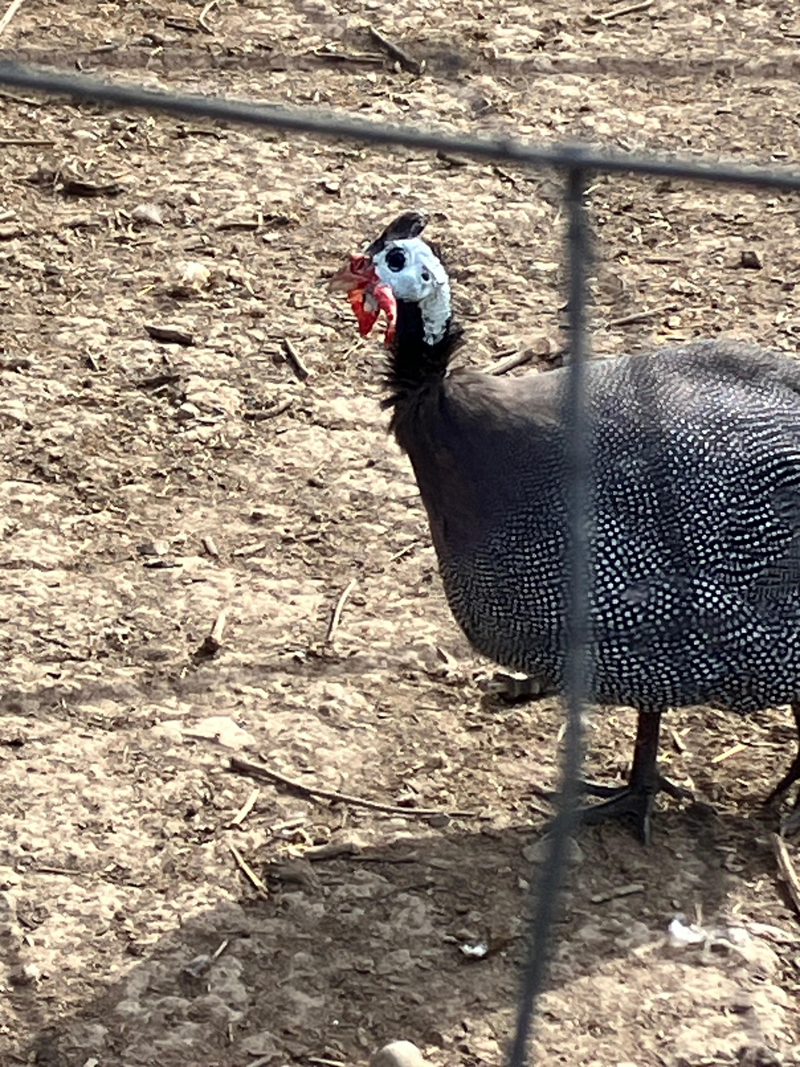 Guinea hen.