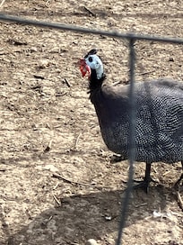 Guinea hen.